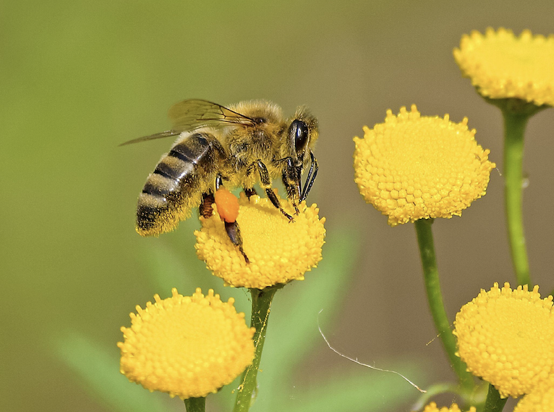 Bee on yellow flower